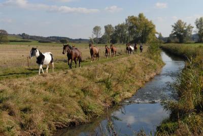 Trabende Pferde Einöd